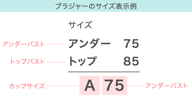 ブラジャーのサイズ表示例